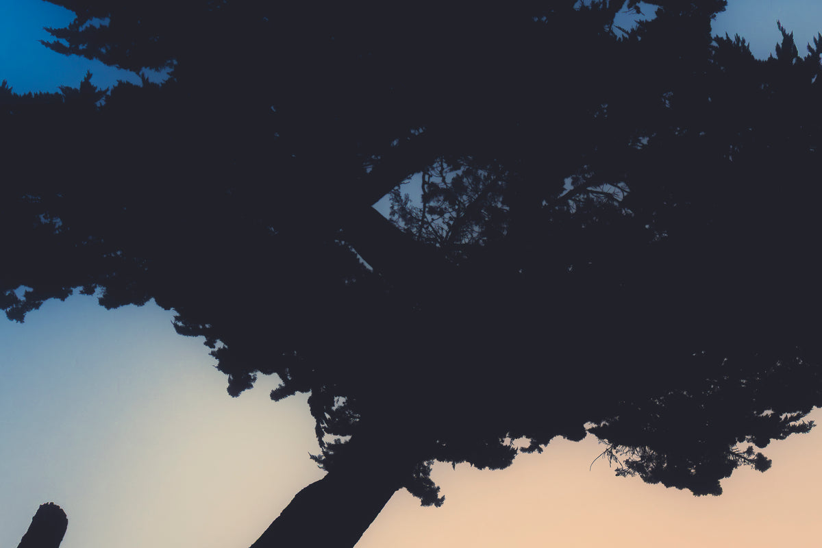 
a shaded cypress tree against golden and blue light contrasting.