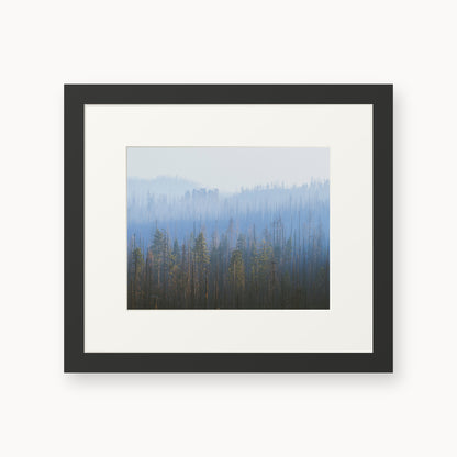 Sequoia Waves