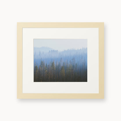 Sequoia Waves