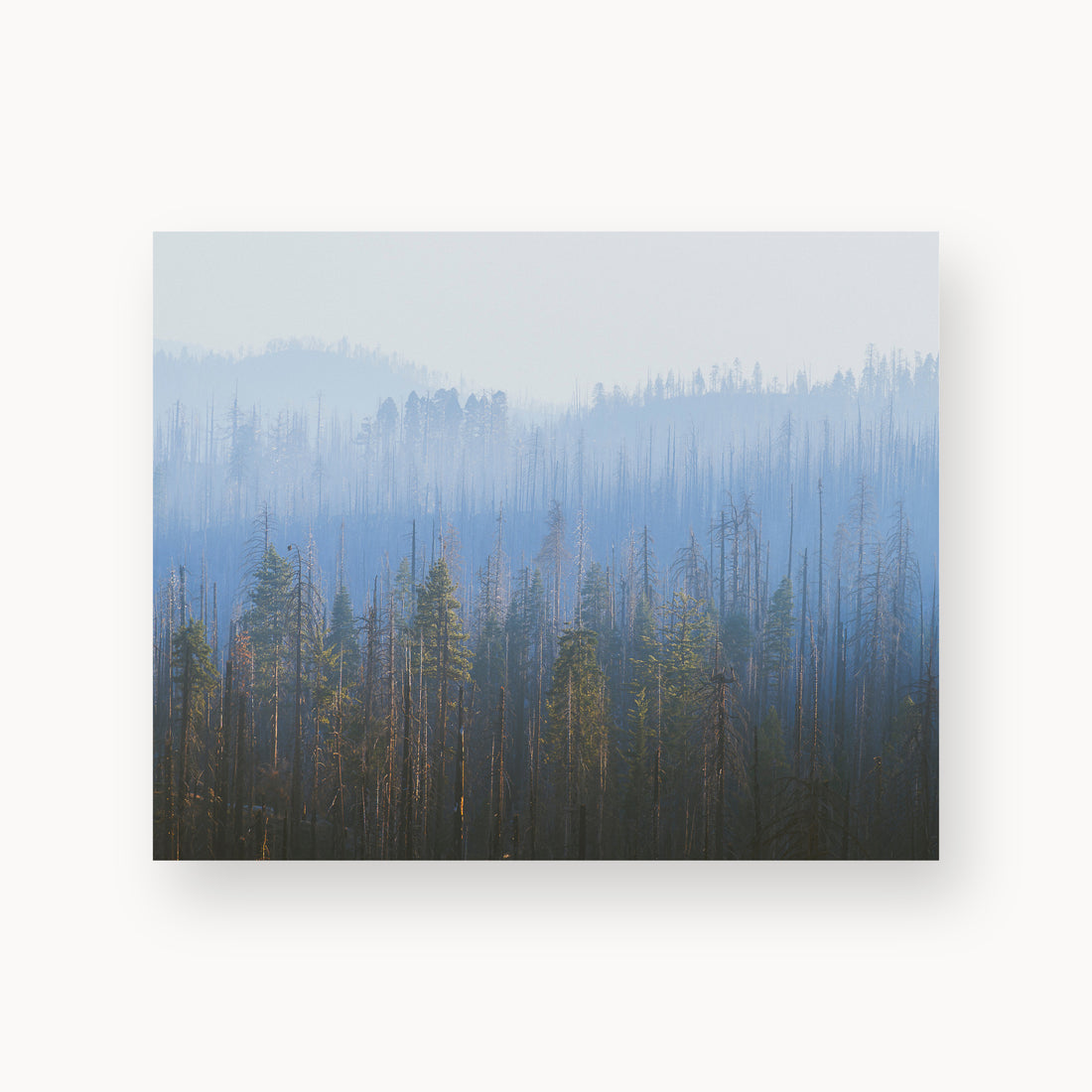 
Sequoia Waves, 8×10 in, unframed