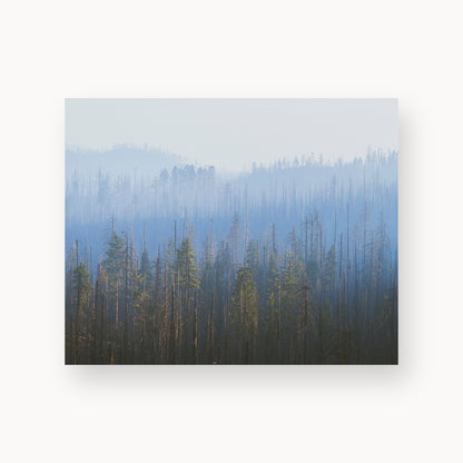 Sequoia Waves