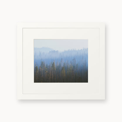 Sequoia Waves