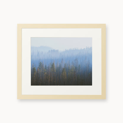 Sequoia Waves