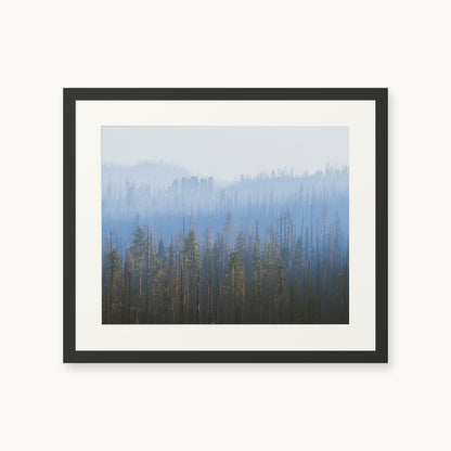 Sequoia Waves