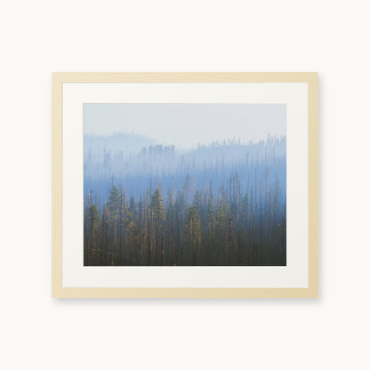 Sequoia Waves