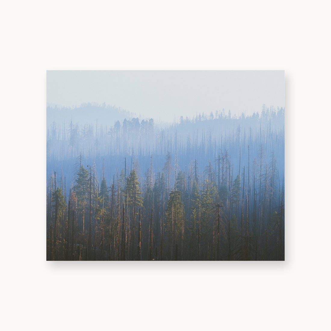 
Sequoia Waves, 16×20 in, unframed