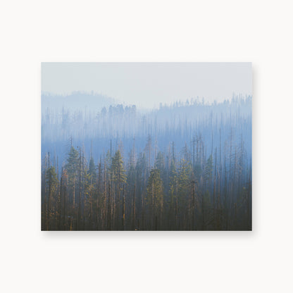 Sequoia Waves
