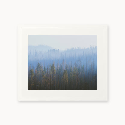 Sequoia Waves