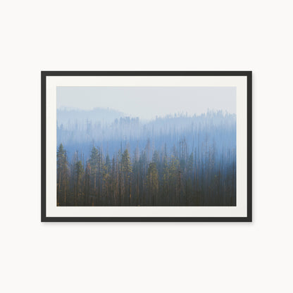 Sequoia Waves