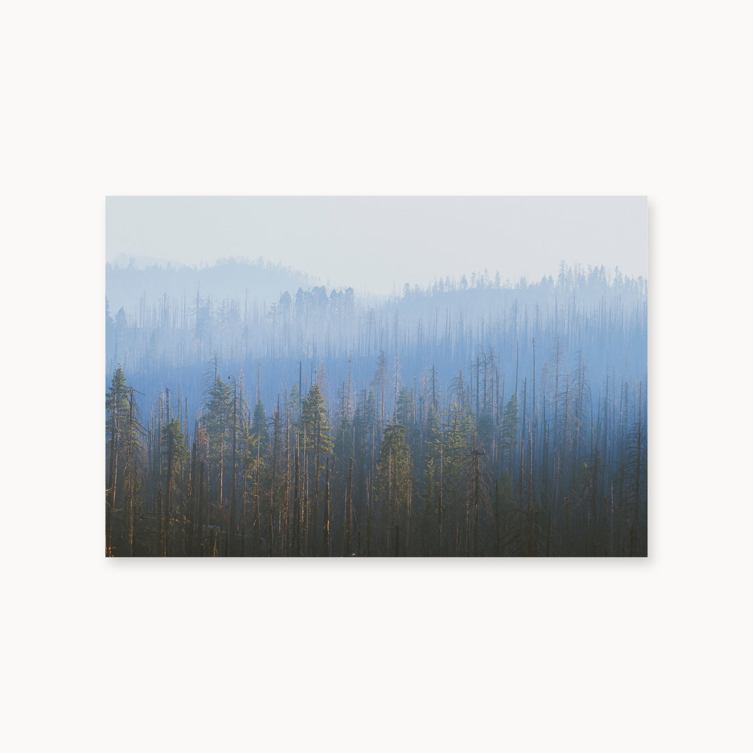 
Sequoia Waves, 24×36 in, unframed