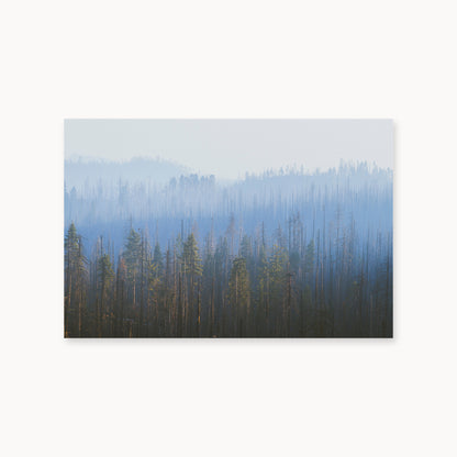 Sequoia Waves
