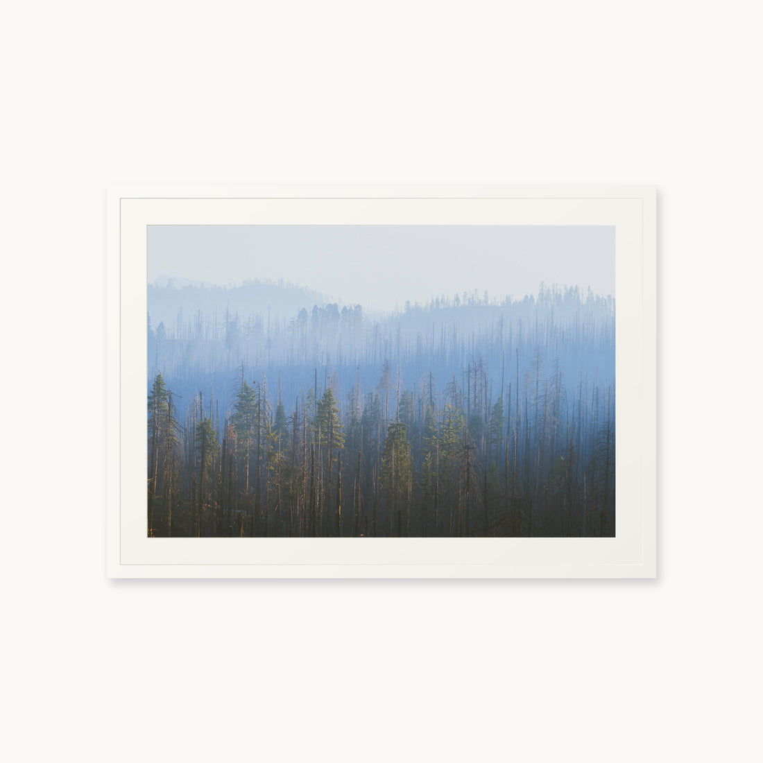
Sequoia Waves, 24×36 in, white