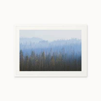 Sequoia Waves
