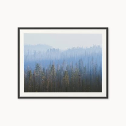 Sequoia Waves