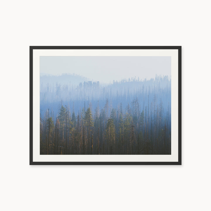 Sequoia Waves