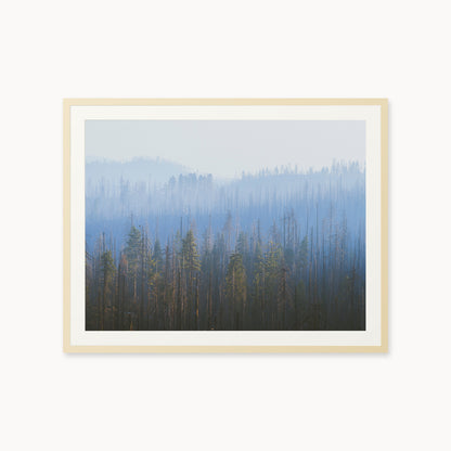 Sequoia Waves