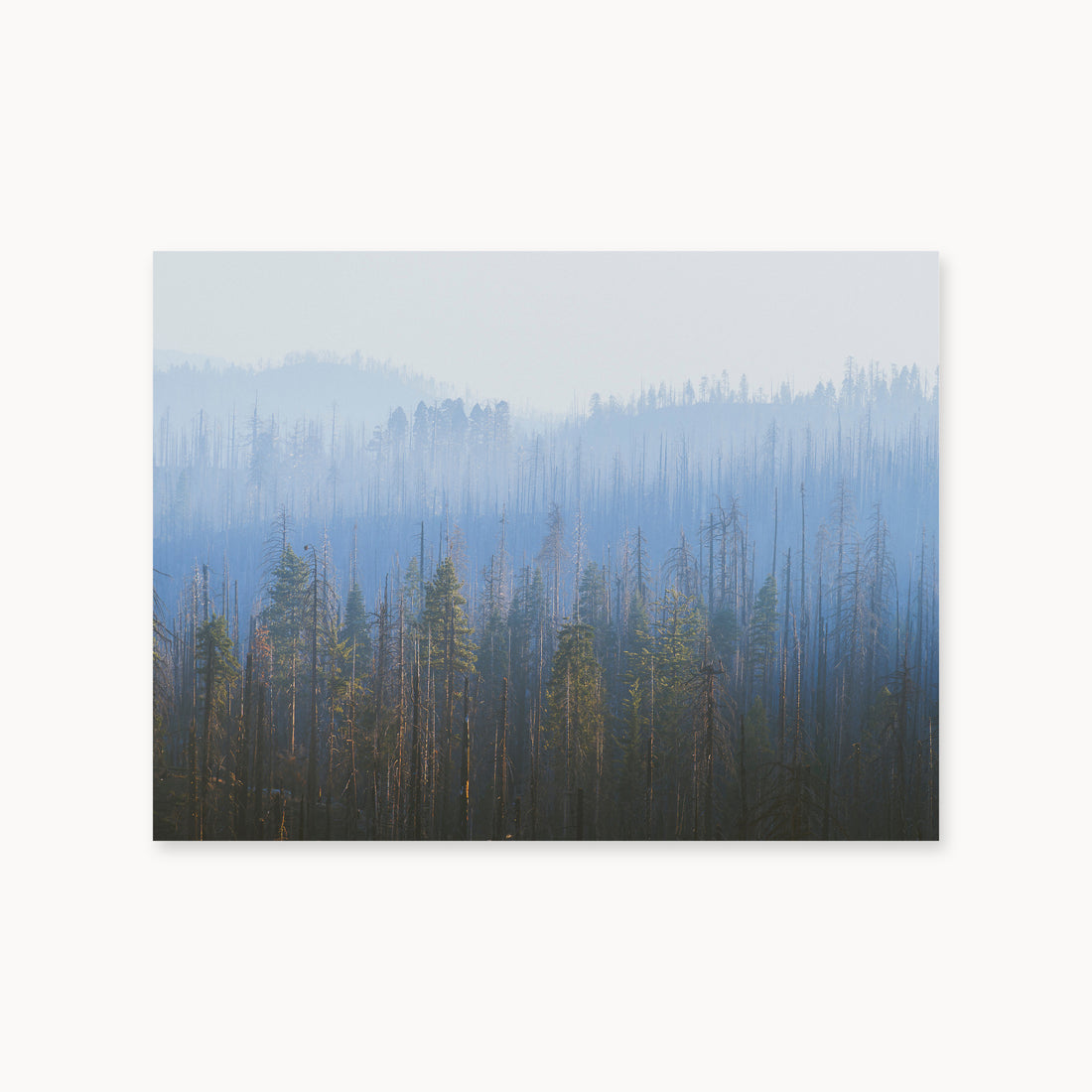 
Sequoia Waves, 30×40 in, unframed