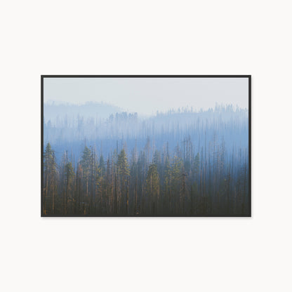 Sequoia Waves