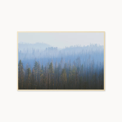 Sequoia Waves