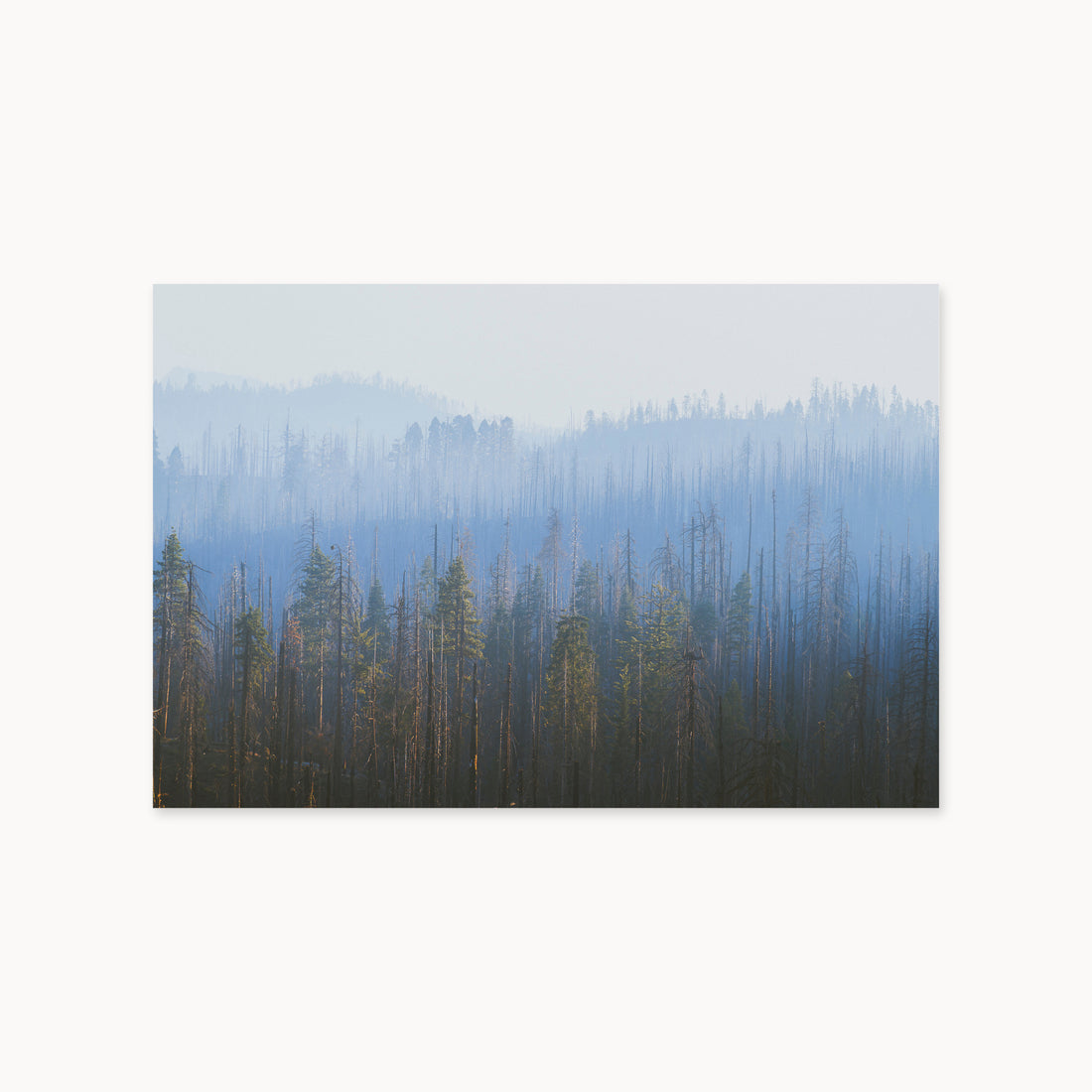 
Sequoia Waves, 40×60 in, unframed