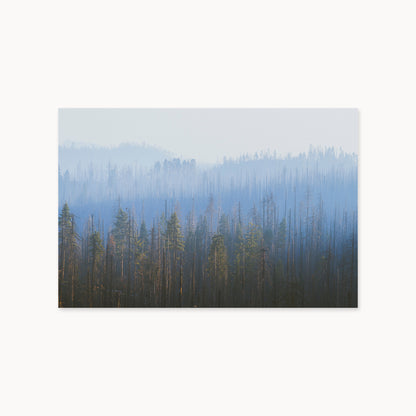 Sequoia Waves