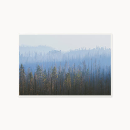 Sequoia Waves