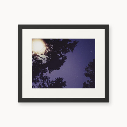 Sequoia Blues