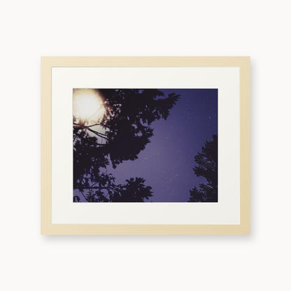 Sequoia Blues