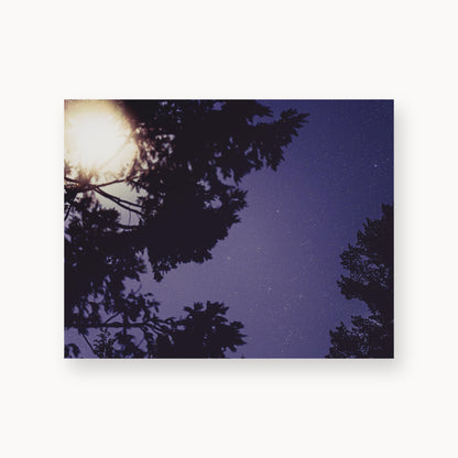 Sequoia Blues