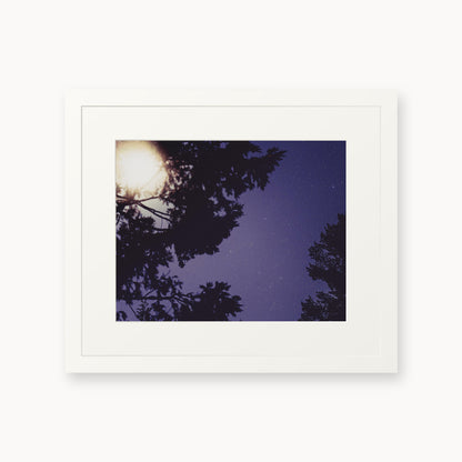 Sequoia Blues