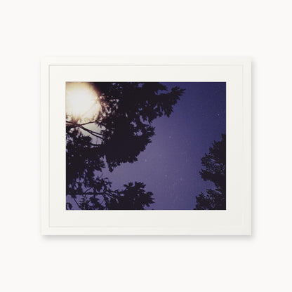 Sequoia Blues