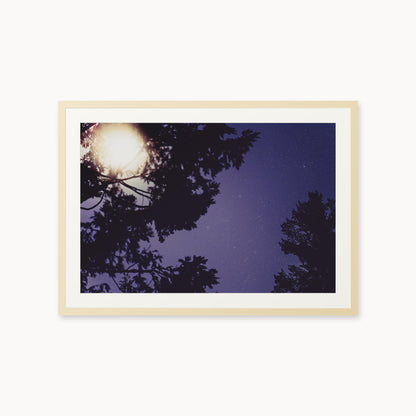 Sequoia Blues