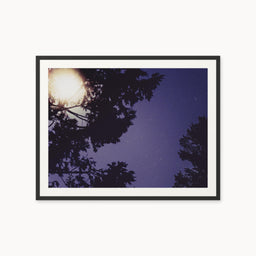 Sequoia Blues
