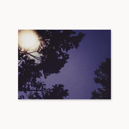 Sequoia Blues