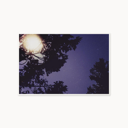 Sequoia Blues