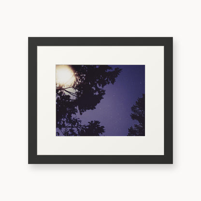Sequoia Blues