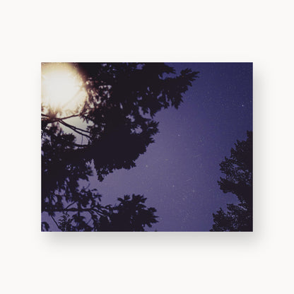 Sequoia Blues