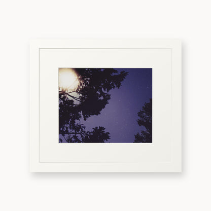 Sequoia Blues