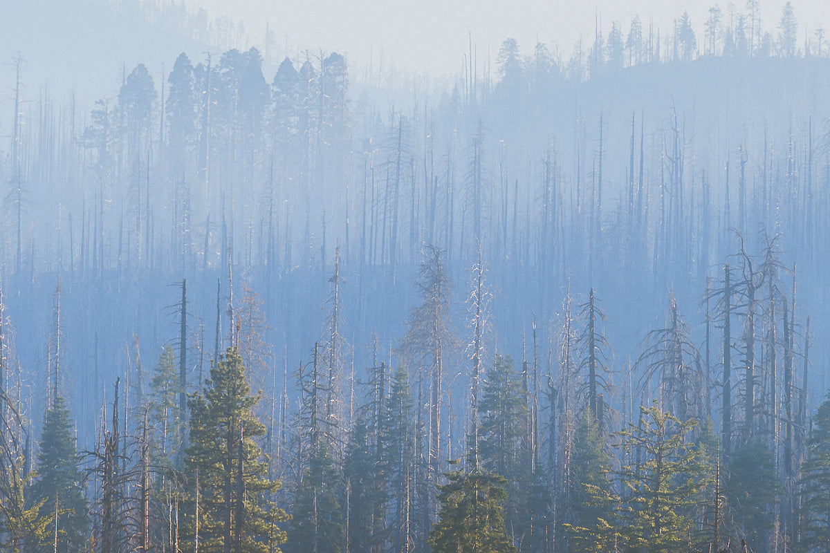 
A misty blue forest scene with tall conifer trees in the foreground and a hazy line of evergreens in the distance.