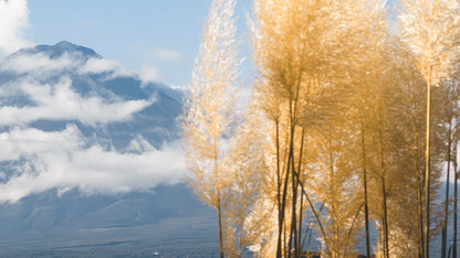 Mount Fuji View