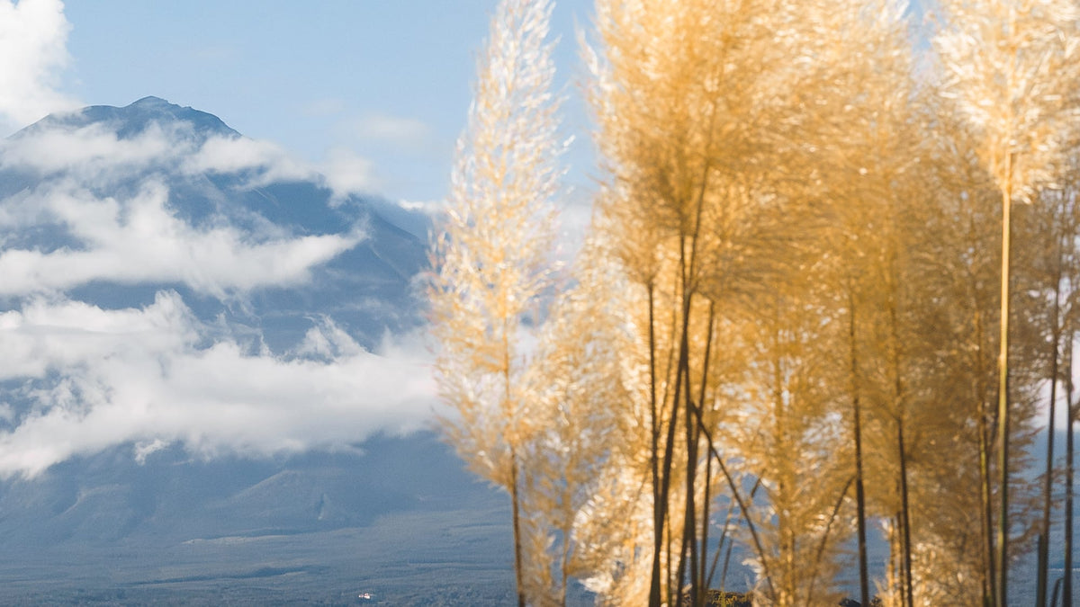 
Mount Fuji View